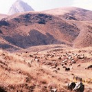 naser ramezani