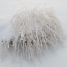 Ice Tree