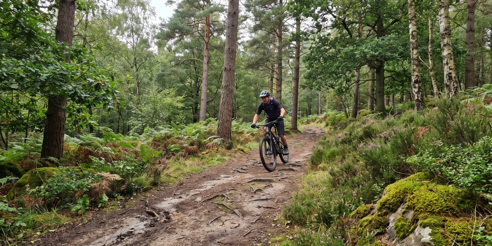 Hamsterley Forest