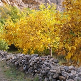 Ali   Saeidi   NeghabeKoohestaN, Damavand (دماوند)