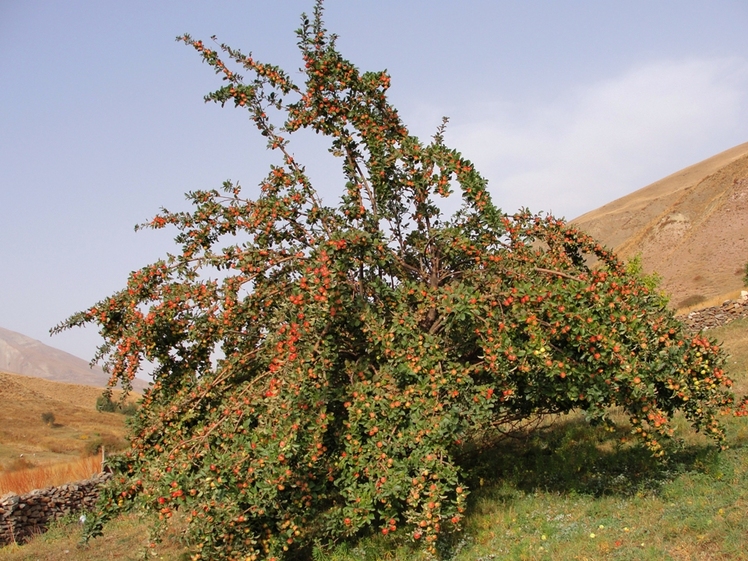 Ali   Saeidi   NeghabeKoohestaN, Damavand (دماوند)