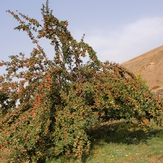 Ali   Saeidi   NeghabeKoohestaN, Damavand (دماوند)