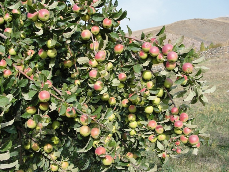 Ali   Saeidi   NeghabeKoohestaN, Damavand (دماوند)