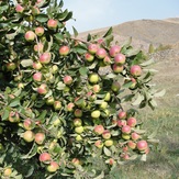 Ali   Saeidi   NeghabeKoohestaN, Damavand (دماوند)