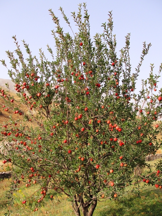 Ali   Saeidi   NeghabeKoohestaN, Damavand (دماوند)