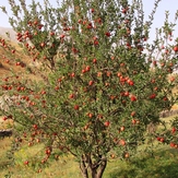 Ali   Saeidi   NeghabeKoohestaN, Damavand (دماوند)