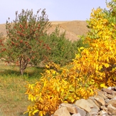 Ali   Saeidi   NeghabeKoohestaN, Damavand (دماوند)