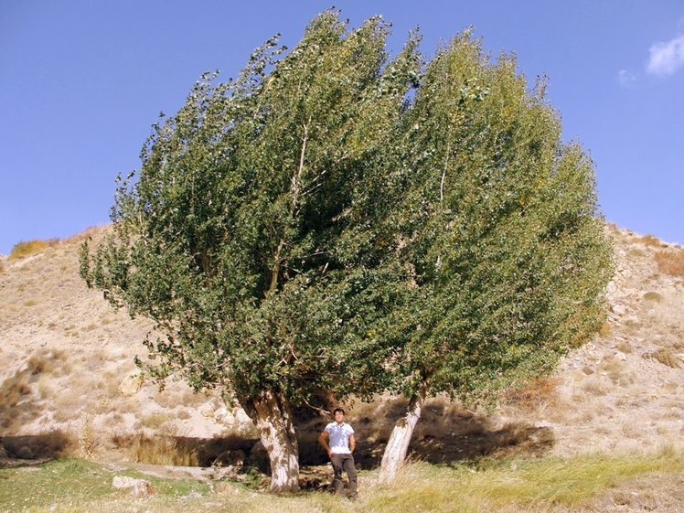 Ali   Saeidi   NeghabeKoohestaN, Damavand (دماوند)