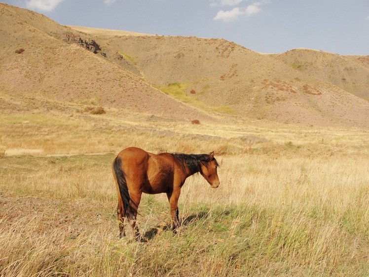 Ali Saeidi NeghabeKoohestaN, Damavand (دماوند)