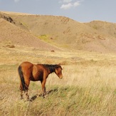 Ali   Saeidi   NeghabeKoohestaN, Damavand (دماوند)