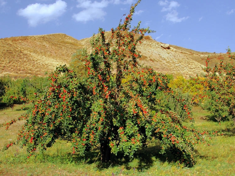 Ali   Saeidi   NeghabeKoohestaN, Damavand (دماوند)