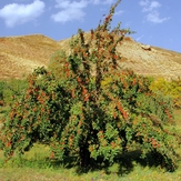 Ali   Saeidi   NeghabeKoohestaN, Damavand (دماوند)