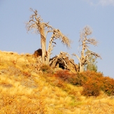 Ali   Saeidi   NeghabeKoohestaN, Damavand (دماوند)