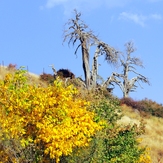 Ali   Saeidi   NeghabeKoohestaN, Damavand (دماوند)