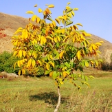 Ali   Saeidi   NeghabeKoohestaN, Damavand (دماوند)