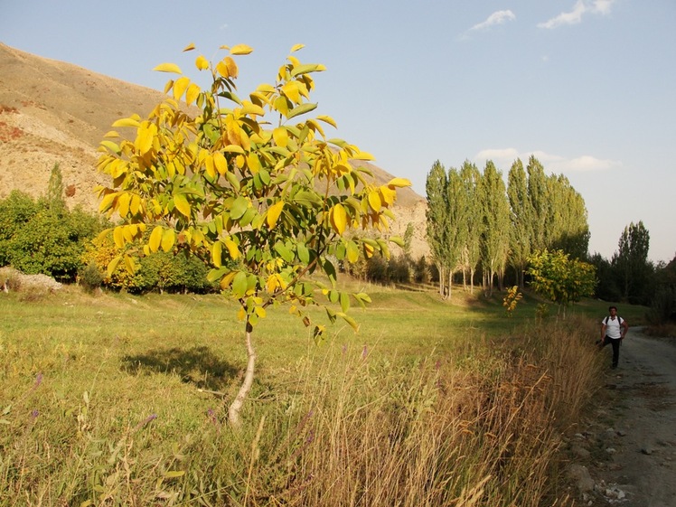 Ali   Saeidi   NeghabeKoohestaN, Damavand (دماوند)