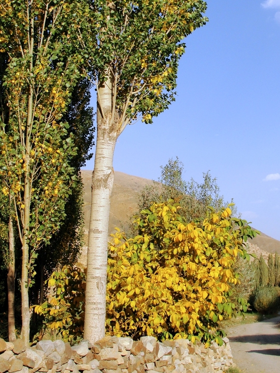 Ali   Saeidi   NeghabeKoohestaN, Damavand (دماوند)