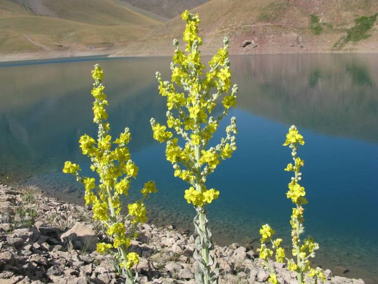 tar lake, Damavand (دماوند)