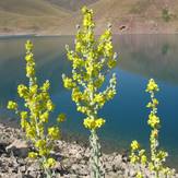 tar lake, Damavand (دماوند)