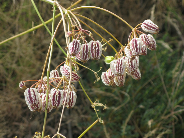miniature flower of tochal
