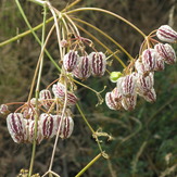 miniature flower of tochal