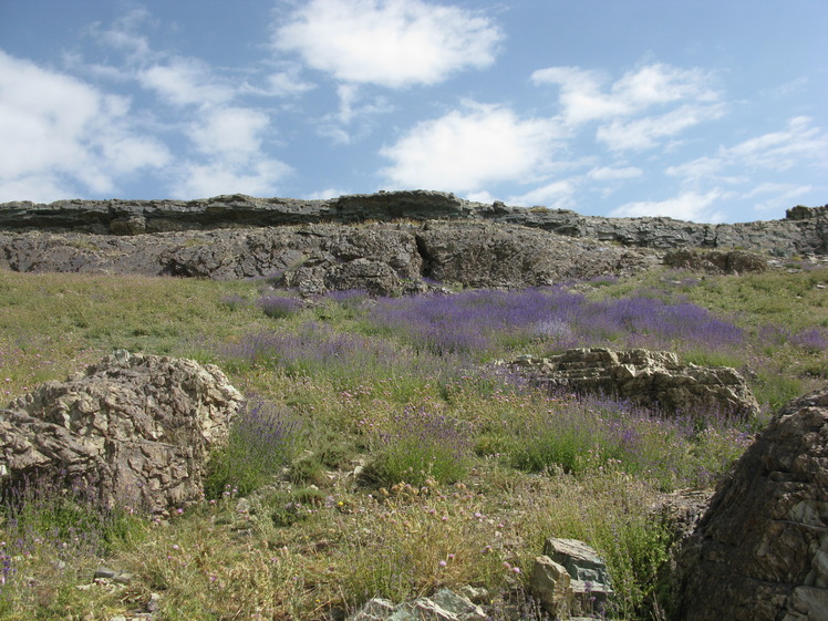  flower of tochal