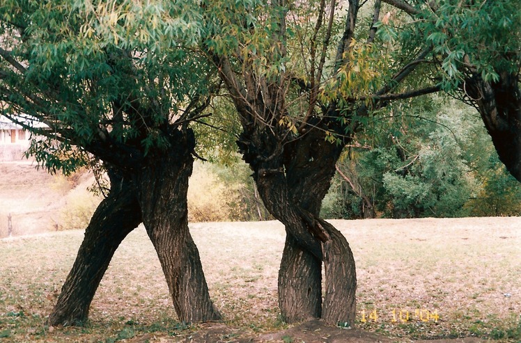 naser ramezani, آزاد کوه‎‎