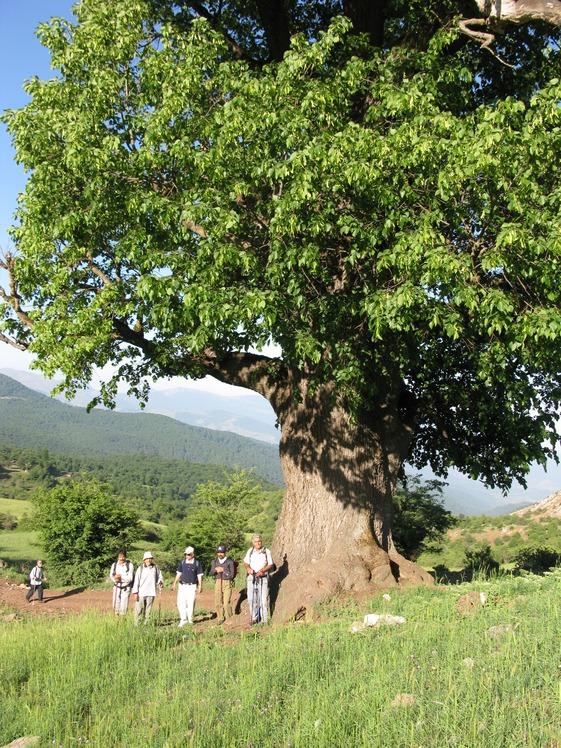 Naser Ramezani, Dorfak