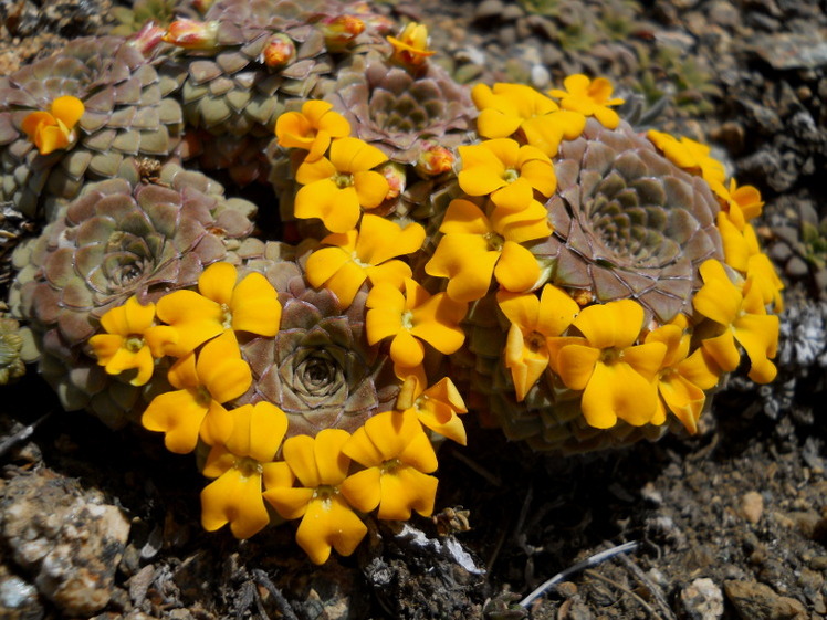 Violas en flor, Huanquihue Group