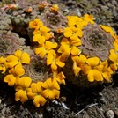 Violas en flor