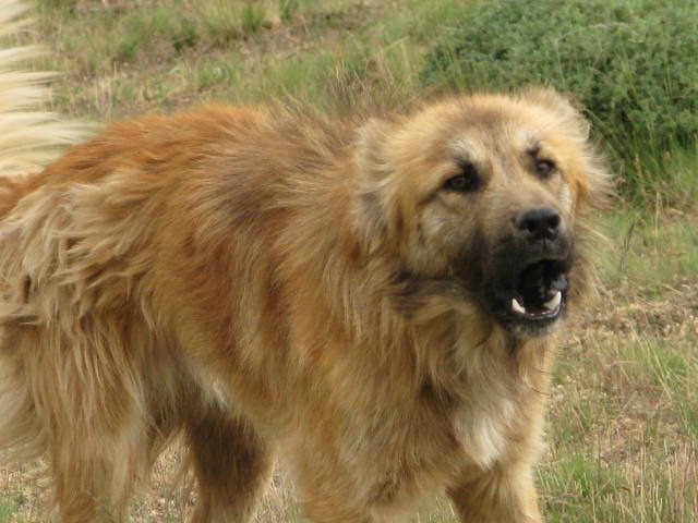 Naser Ramezani, سبلان