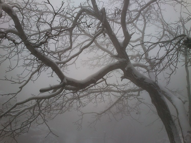 alone tree in fog, Touchal