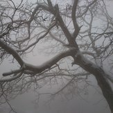 alone tree in fog, Touchal