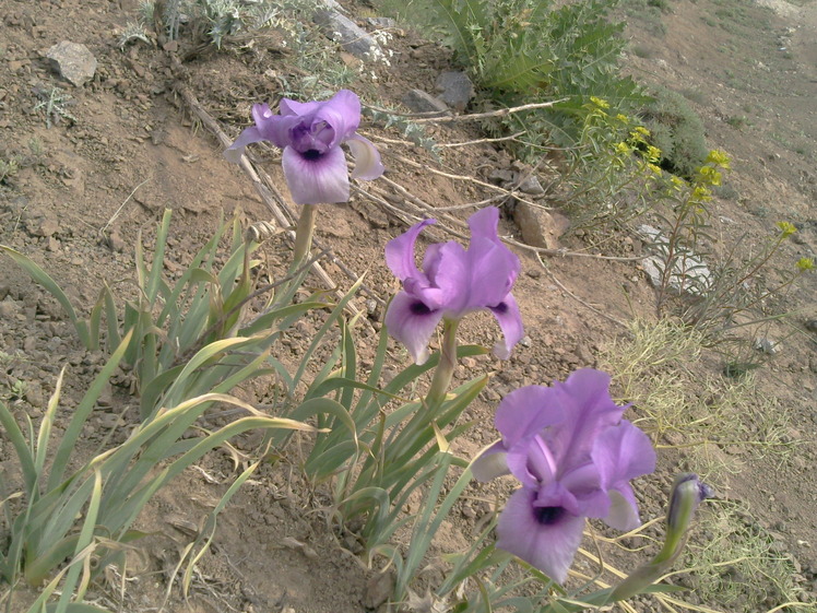 یک گل زیبا در مسیر, Tochal