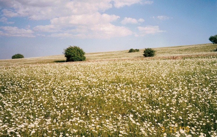 Naser Ramezani, سبلان