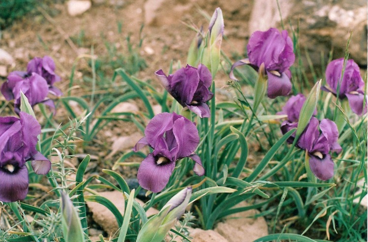 Naser Ramezani, Borj