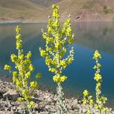 Naser Ramezani, Damavand (دماوند)