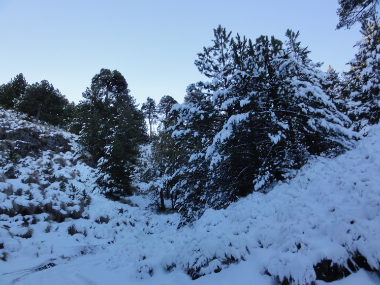 Pine trees with snowflakes, Nevado de Colima