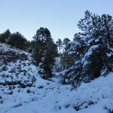 Pine trees with snowflakes, Nevado de Colima