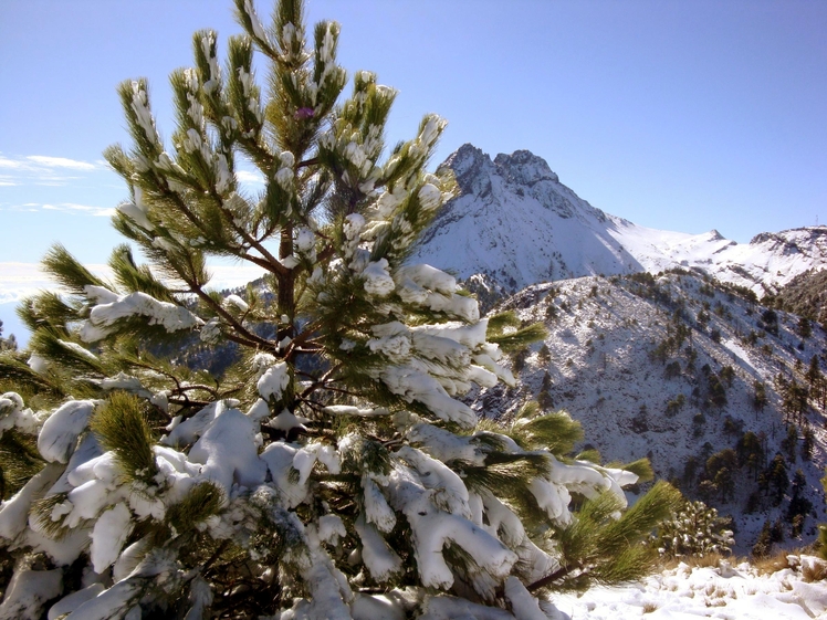 Snowy pines, Nevado de Colima