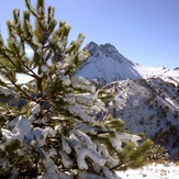 Snowy pines, Nevado de Colima