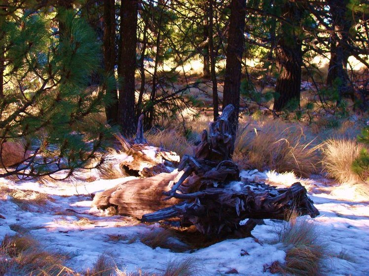 Forest, Nevado de Colima