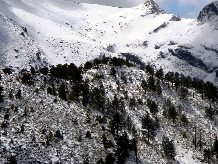 The Pines, Nevado de Colima