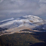 Tarnica