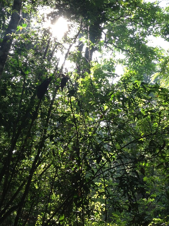 Deep Forest, Gunung Angsi