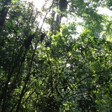 Deep Forest, Gunung Angsi