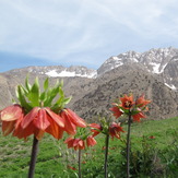 سن بران