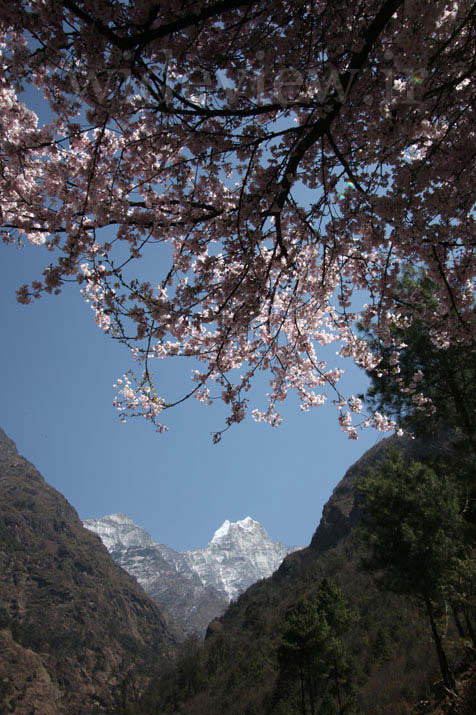 Spring in the Himalayas