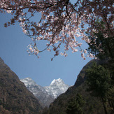 Spring in the Himalayas
