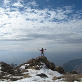 mountain parau, Bisotoon